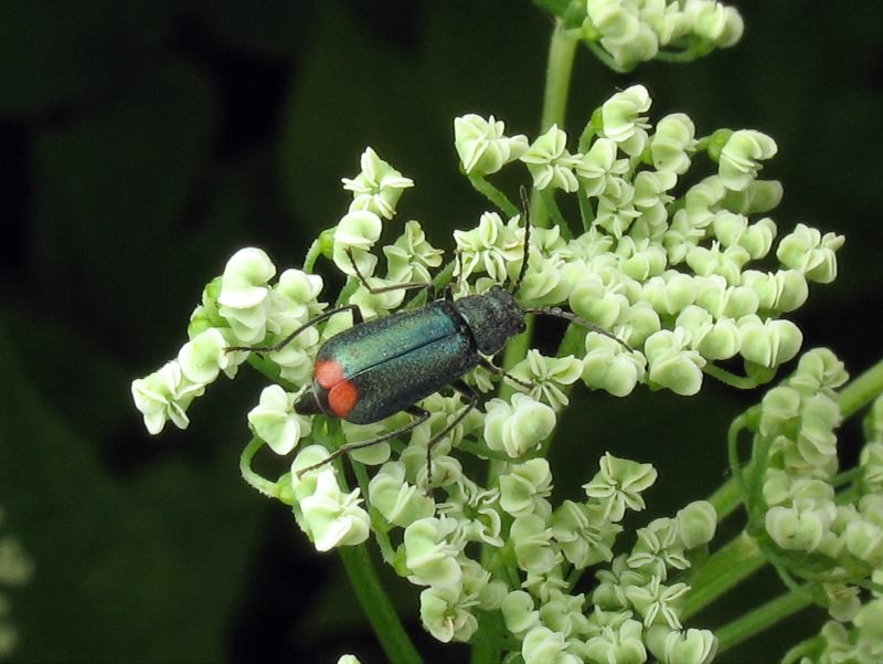 Malachius bipustulatus (Linnaeus, 1758)
